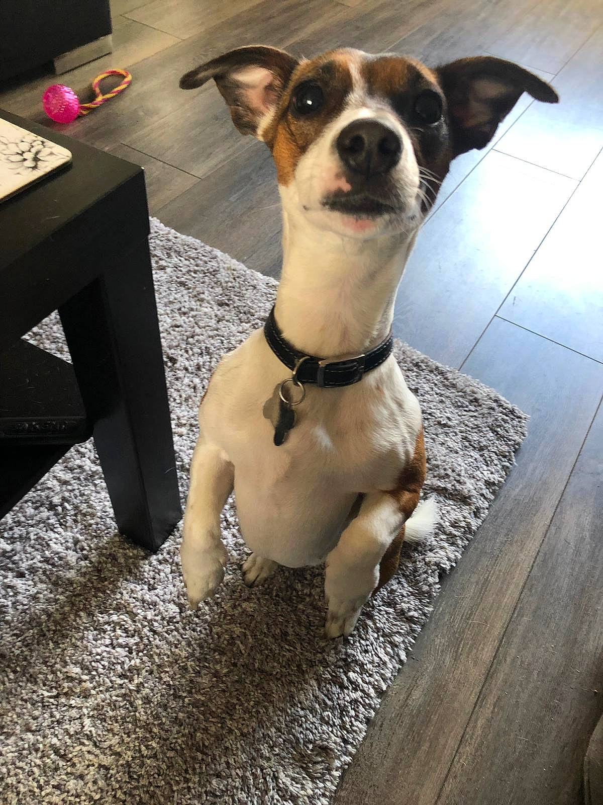 Bella is registered to the contest to win money with this photo: brazilian_terrier, canidae, carnivore, companion_dog, danish_swedish_farmdog, dog, dog_breed, fawn, feist, jack_russell_terrier, mammal, miniature_fox_terrier, puppy, rare_breed_dog, rat_terrier, ratonero_bodeguero_andaluz, russell_terrier, snout, sporting_group, vertebrate