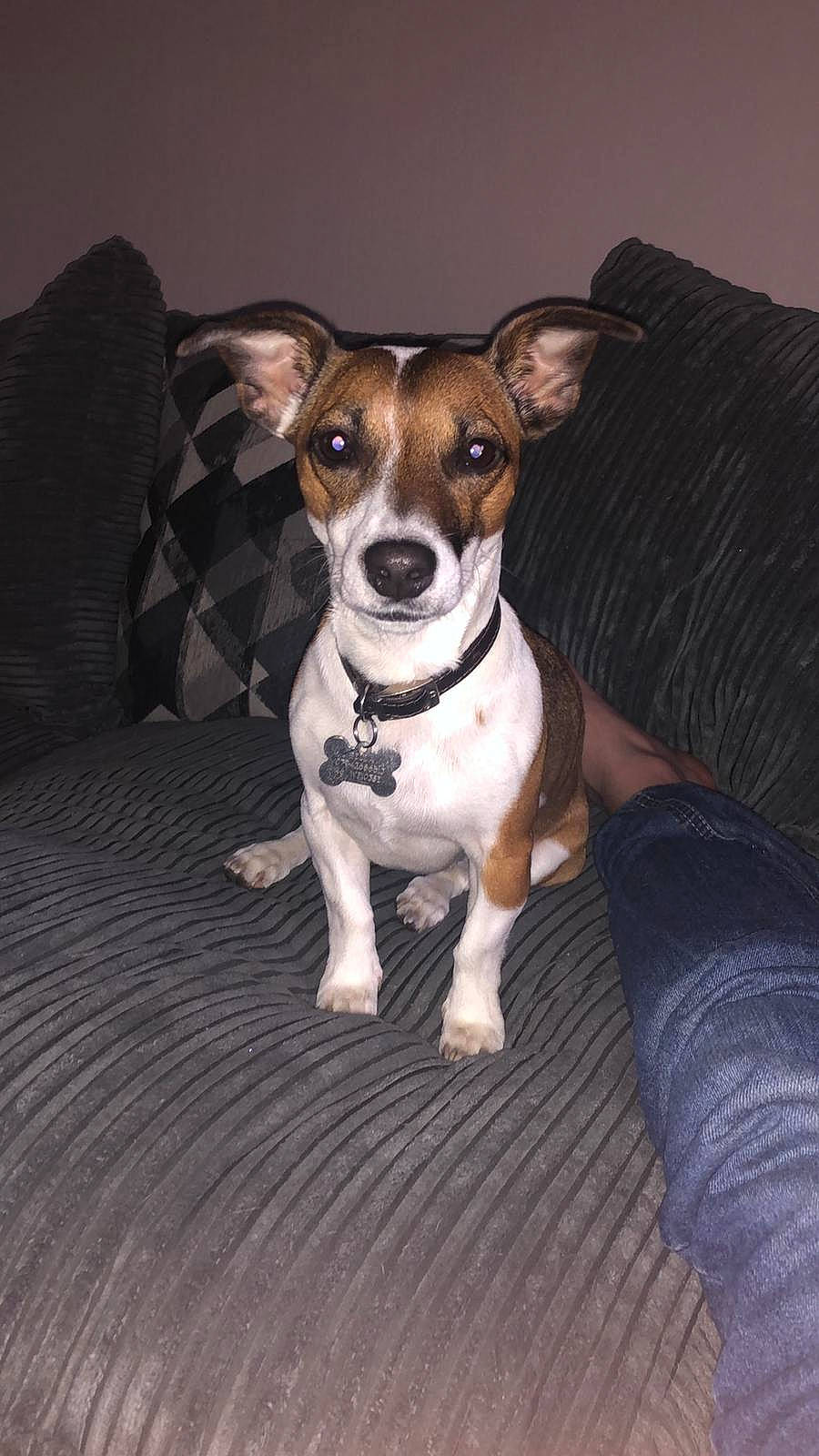 Bella joined the competition — help win amazing prizes! brazilian_terrier, canidae, carnivore, companion_dog, dog, dog_breed, fawn, feist, irishjacks, jack_russell_terrier, mammal, miniature_fox_terrier, puppy, rare_breed_dog, rat_terrier, russell_terrier, snout, teddy_roosevelt_terrier, tenterfield_terrier, vertebrate