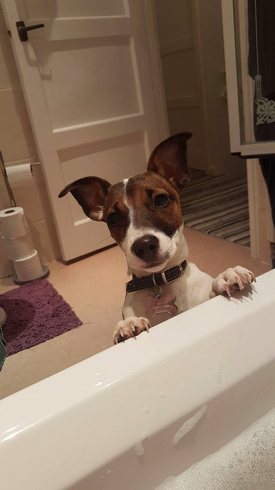 Bella is registered to the contest to win money with this photo: canidae, carnivore, companion_dog, dog, dog_breed, ear, fawn, feist, fox_terrier, jack_russell_terrier, mammal, rat_terrier, russell_terrier, snout, whiskers, window