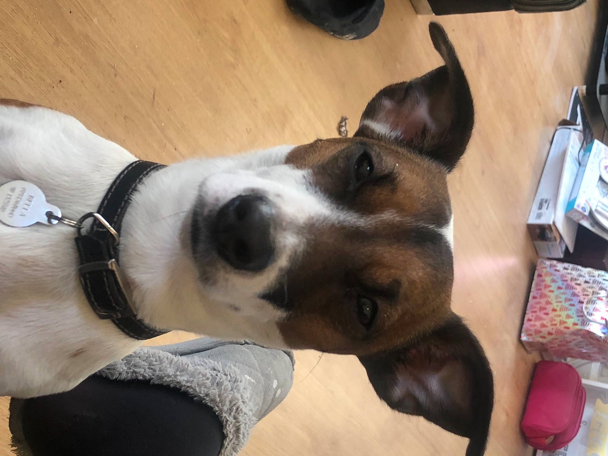 Bella is registered to the contest to win money with this photo: american_staffordshire_terrier, boston_terrier, canidae, carnivore, dog, dog_breed, ear, fawn, mammal, non_sporting_group, pit_bull, puppy_love, snout, sporting_group