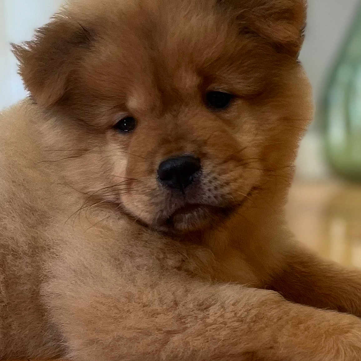 Rocco is registered to the contest to win money with this photo: adorable, animal, brown, canine, closeup, cute, dog, domestic_animal, expression, face, fluffy, fur, indoor, lying_down, pet, portrait, puppy, soft, wooden_floor, young