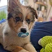 Vaillant a rejoint le concours — aidez-le/la à gagner de superbes lots ! puppy, dog, pacifier, blue_blanket, plush_toy, green_toy, indoor, closeup, cute, fluffy, pet, animal, lying_down, soft_focus, young_dog, adorable, furry, background_blur, nose, ears
