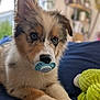 puppy, dog, pacifier, blue_blanket, plush_toy, green_toy, indoor, closeup, cute, fluffy, pet, animal, lying_down, soft_focus, young_dog, adorable, furry, background_blur, nose, ears