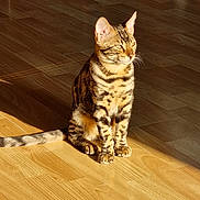 Anakin participe au concours pour gagner de l'argent avec cette photo : cat, bengal_cat, pet, animal, feline, sitting, wooden_floor, sunlight, shadow, striped, spotted, domestic_cat, ears, whiskers, tail, fur, looking_away, indoor, natural_light, calm