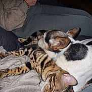 Gerald Le Levrier participe au concours pour gagner de l'argent avec cette photo : animal, blanket, cat, clothing, collar, comfort, couch, cozy, dog, ears, fur, hand, indoor, paw, person, pet, relaxation, resting, sleeping, smartphone