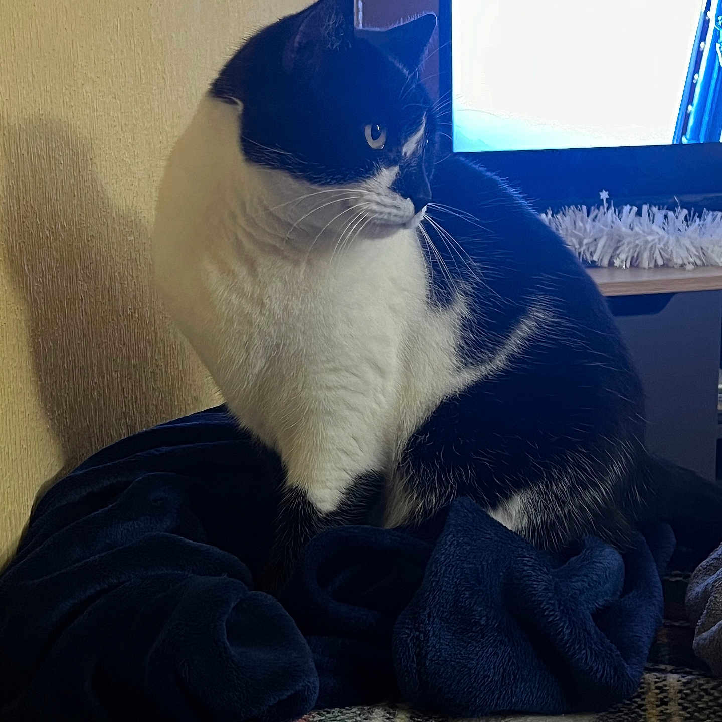 Mia a rejoint le concours — aidez-le/la à gagner de superbes lots ! animal, bed, blanket, cat, computer, computerhardware, computerkeyboard, couch, electronics, furniture, hardware, indoors, kitten, laptop, manx, monitor, pc, pet, screen, tv