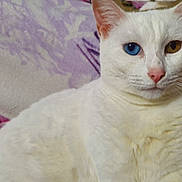 Cone participe au concours pour gagner de l'argent avec cette photo : cat, white_cat, heterochromia, blue_eye, brown_eye, pet, feline, animal, closeup, portrait, cozy, blanket, purple, pink, fur, cute, indoor, resting, whiskers, ears