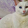 cat, white_cat, heterochromia, blue_eye, brown_eye, pet, feline, animal, closeup, portrait, cozy, blanket, purple, pink, fur, cute, indoor, resting, whiskers, ears