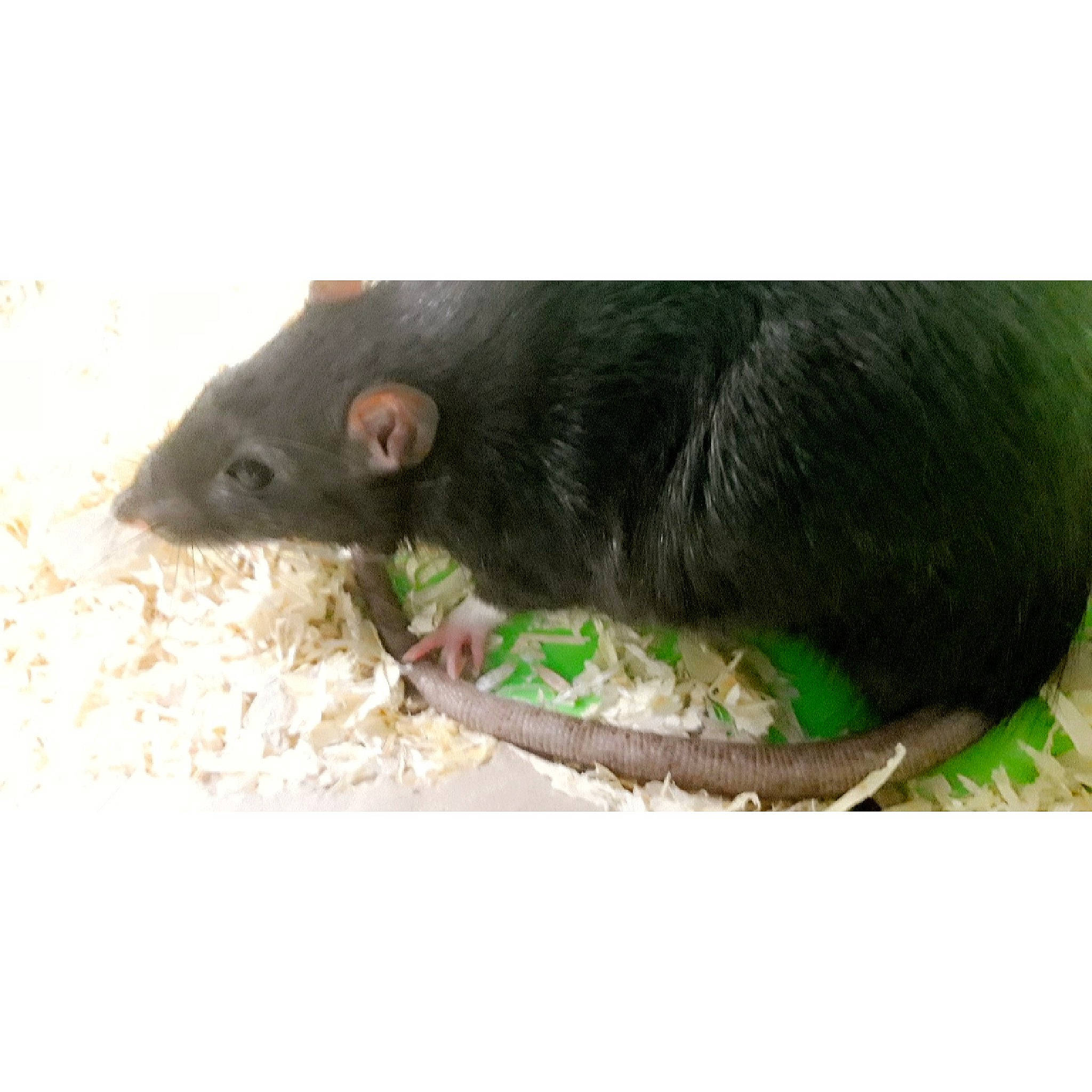 Sky a rejoint le concours — aidez-le/la à gagner de superbes lots ! gerbil, hamster, marsupial, mouse, muridae, muroidea, pest, rat, rodent, snout