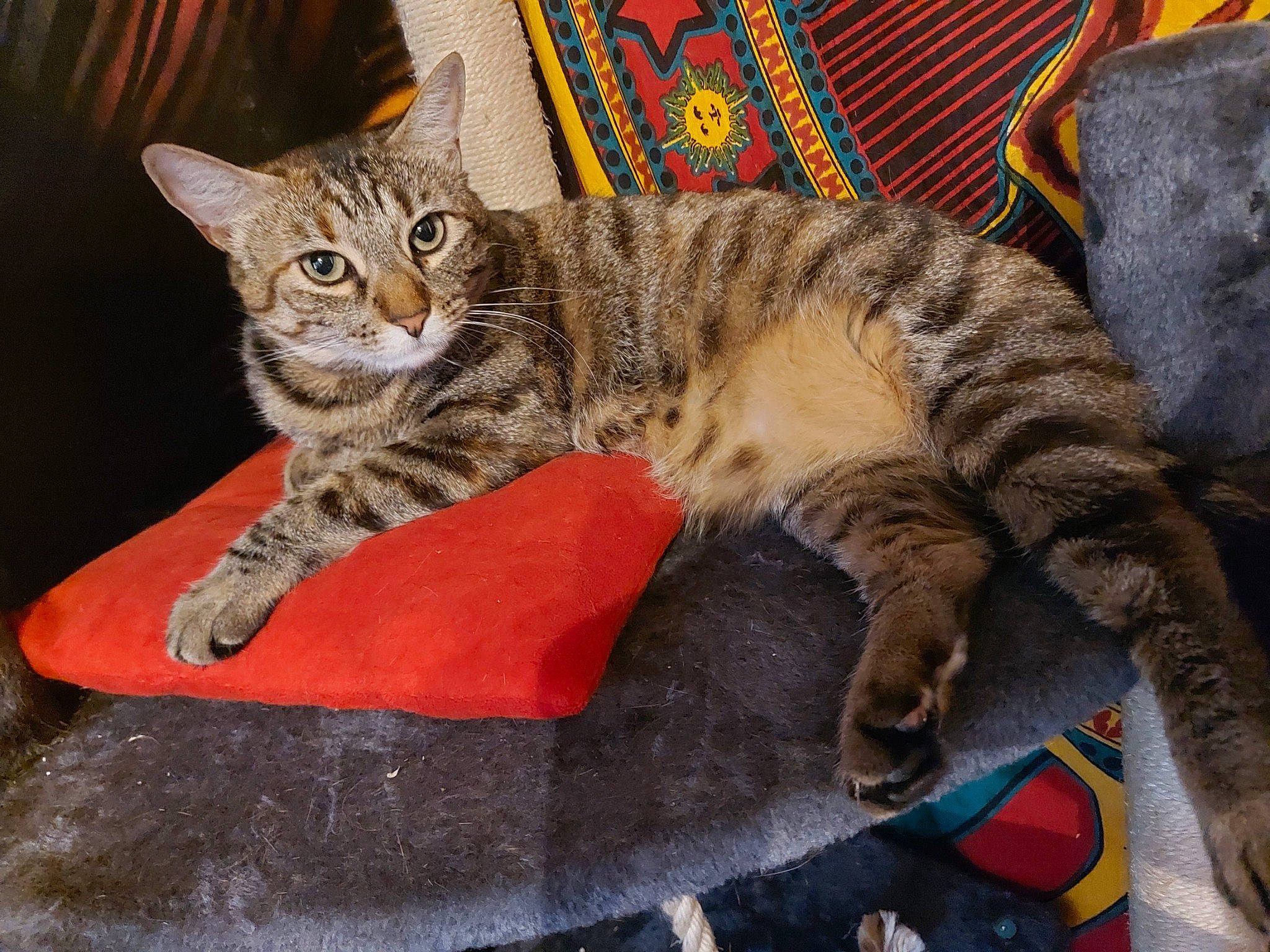 Athéna a rejoint le concours — aidez-le/la à gagner de superbes lots ! american_shorthair, arabian_mau, asian, australian_mist, california_spangled, carnivore, cat, domestic_short_haired_cat, dragon_li, european_shorthair, felidae, kitten, mammal, ocicat, pixie_bob, small_to_medium_sized_cats, tabby_cat, toyger, vertebrate, whiskers