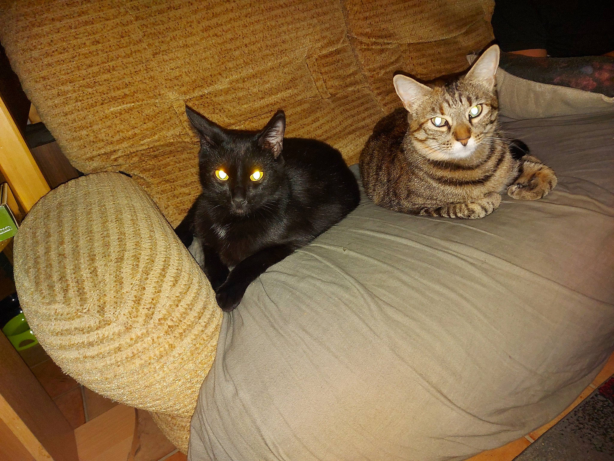 Athéna a rejoint le concours — aidez-le/la à gagner de superbes lots ! asian, black_cat, carnivore, cat, domestic_short_haired_cat, egyptian_mau, european_shorthair, felidae, kitten, mammal, ocicat, small_to_medium_sized_cats, whiskers