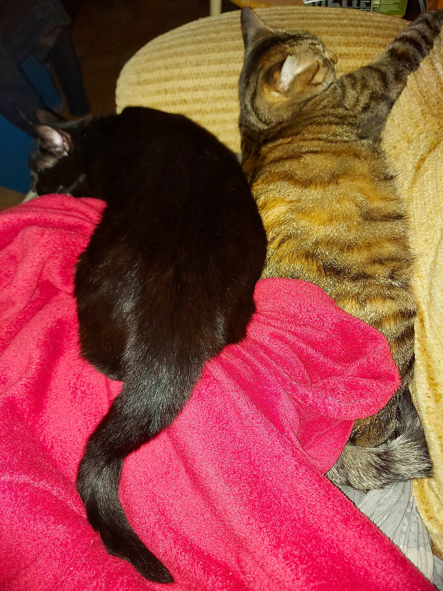 Athéna a rejoint le concours — aidez-le/la à gagner de superbes lots ! asian, black_cat, carnivore, cat, claw, fawn, felidae, fur, havana_brown, kitten, small_to_medium_sized_cats, tail, whiskers