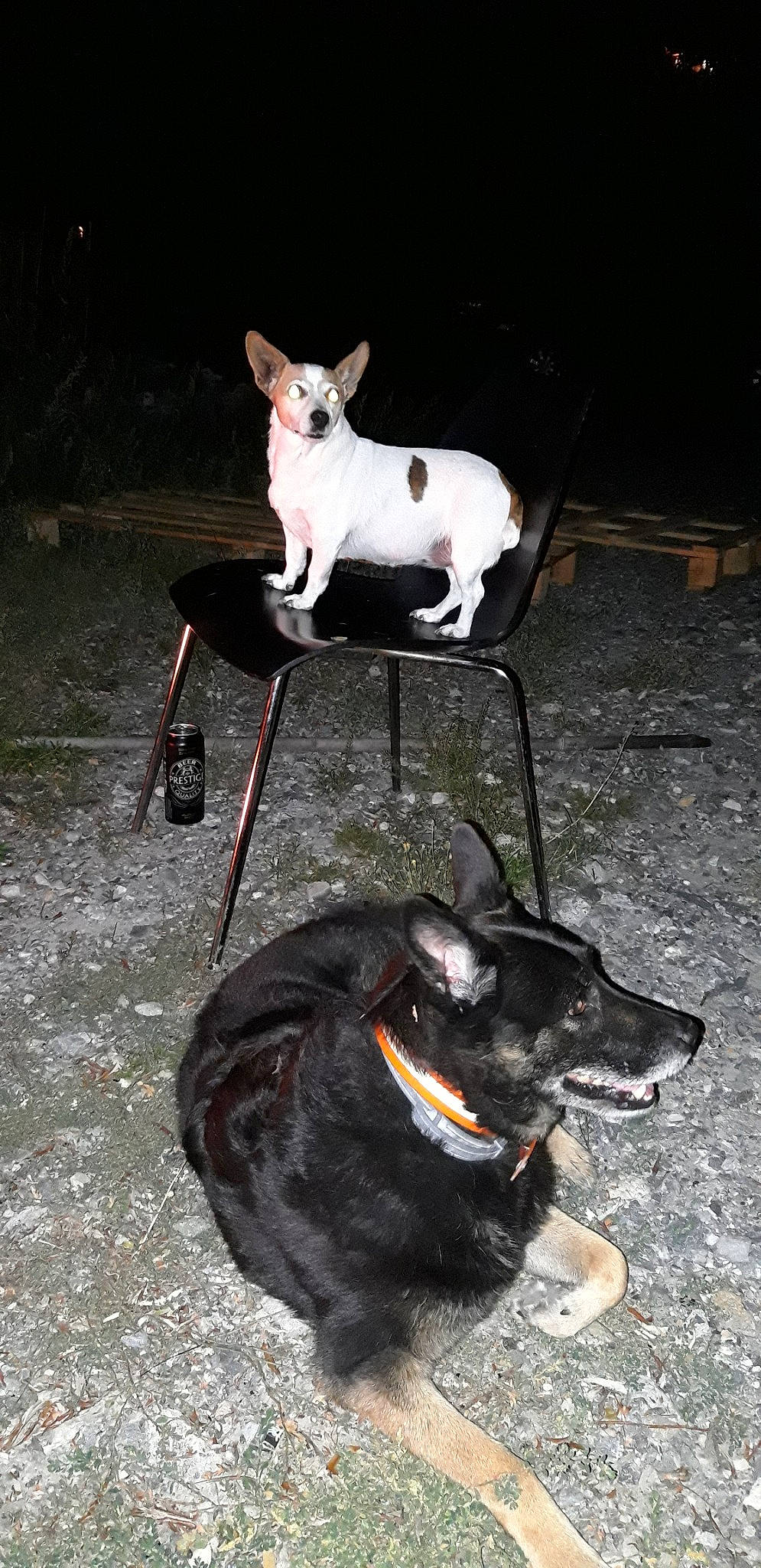 Akita a rejoint le concours — aidez-le/la à gagner de superbes lots ! australian_kelpie, canidae, carnivore, dog, dog_breed, english_toy_terrier, feist, mammal, rat_terrier, tail, teddy_roosevelt_terrier