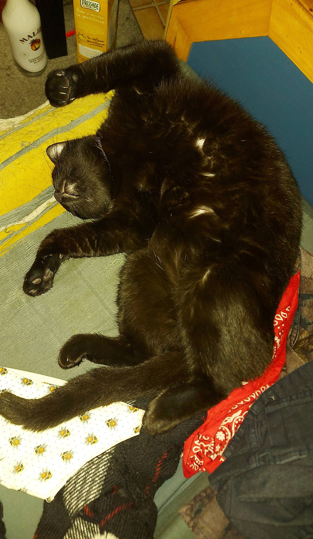 Percy participe au concours pour gagner de l'argent avec cette photo : black_cat, canidae, carnivore, cat, claw, felidae, small_to_medium_sized_cats, tail