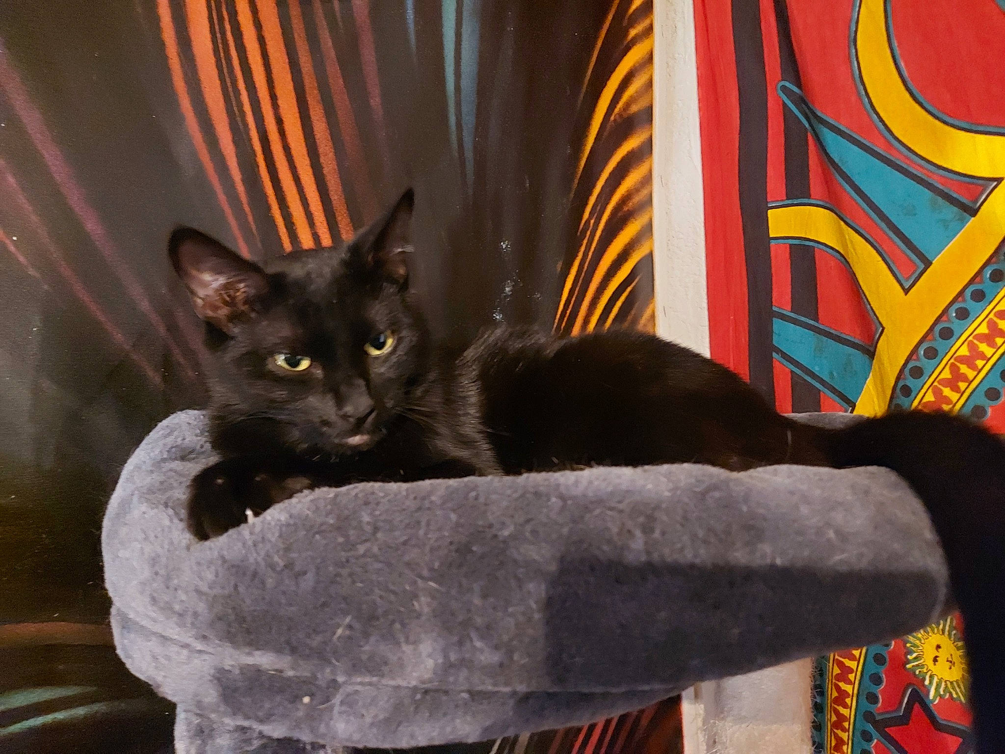 Percy a rejoint le concours — aidez-le/la à gagner de superbes lots ! asian, black_cat, bombay, british_shorthair, burmese, carnivore, cat, chair, chartreux, domestic_short_haired_cat, felidae, kitten, korat, mammal, nebelung, russian_blue, small_to_medium_sized_cats, tail, vertebrate, whiskers