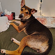 Mariabella joined the competition — help win amazing prizes! dog, bed, blanket, pillow, tissue_box, wall, outlet, string_lights, indoor, pet, brown_dog, black_dog, resting, looking_back, ears_up, curious, domestic_animal, animal, canine, fur