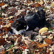 Mittens is registered to the contest to win money with this photo: cat, black_and_white, autumn_leaves, fallen_leaves, outdoor, grass, animal, feline, nature, daylight, seasonal, leaf_litter, pet, fur, whiskers, relaxed, side_view, camouflage, fall, quiet