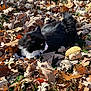 cat, black_and_white, autumn_leaves, fallen_leaves, outdoor, grass, animal, feline, nature, daylight, seasonal, leaf_litter, pet, fur, whiskers, relaxed, side_view, camouflage, fall, quiet