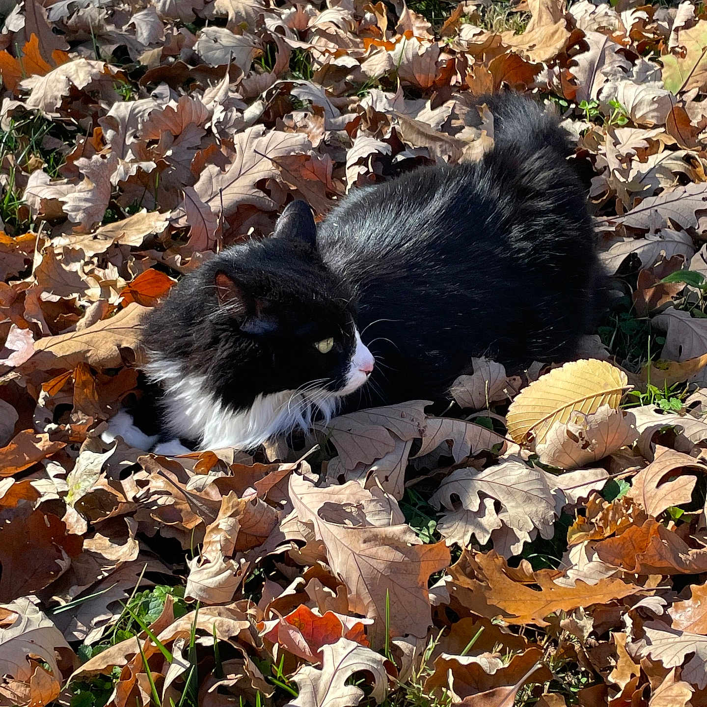 Mittens is registered to the contest to win money with this photo: animal, autumn_leaves, black_and_white, camouflage, cat, daylight, fall, fallen_leaves, feline, fur, grass, leaf_litter, nature, outdoor, pet, quiet, relaxed, seasonal, side_view, whiskers