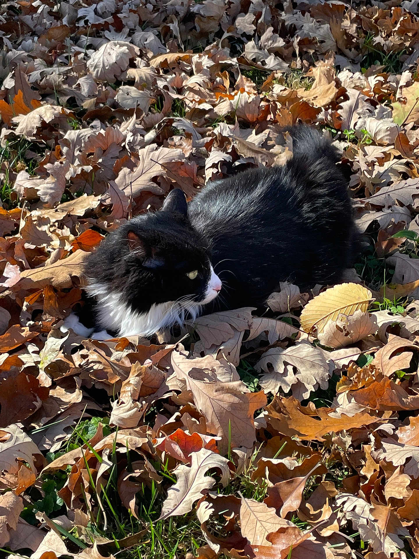 Mittens is registered to the contest to win money with this photo: cat, black_and_white, autumn_leaves, fallen_leaves, outdoor, grass, animal, feline, nature, daylight, seasonal, leaf_litter, pet, fur, whiskers, relaxed, side_view, camouflage, fall, quiet