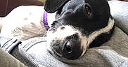 Arnie joined the competition — help win amazing prizes! animal, beige_pants, black_and_white, casual_clothing, close_up, collar, couch, cozy, cute, dog, fur, grey_sweatshirt, indoor, lap, person, pet, purple_collar, relaxed, resting, sleeping