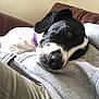 Arnie joined the competition — help win amazing prizes! dog, sleeping, black_and_white, collar, purple_collar, pet, resting, close_up, indoor, couch, person, lap, casual_clothing, grey_sweatshirt, beige_pants, fur, animal, cute, cozy, relaxed