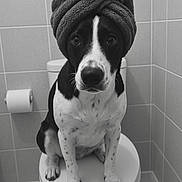 Arnie joined the competition — help win amazing prizes! animal, bathroom, black_and_white, cute, dog, expression, floor, fur, indoors, looking, nose, paw, pet, portrait, sitting, spot, tiles, toilet, towel, turban