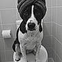 animal, bathroom, black_and_white, cute, dog, expression, floor, fur, indoors, looking, nose, paw, pet, portrait, sitting, spot, tiles, toilet, towel, turban