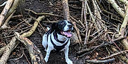 Arnie joined the competition — help win amazing prizes! dog, black_and_white, harness, muddy_ground, forest, branches, sticks, tree_trunk, outdoor, nature, canine, happy, tongue_out, wood, earth, leaves, woodland, pet, animal, adventure