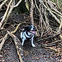adventure, animal, black_and_white, branches, canine, dog, earth, forest, happy, harness, leaves, muddy_ground, nature, outdoor, pet, sticks, tongue_out, tree_trunk, wood, woodland