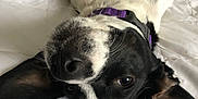 Arnie joined the competition — help win amazing prizes! animal, bed, black_and_white, canine, close_up, collar, cute, dog, domestic_animal, ears, fur, indoor, lying_down, paws, pet, playful, resting, sleepy, upside_down, whiskers