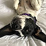 Arnie joined the competition — help win amazing prizes! dog, pet, animal, black_and_white, lying_down, upside_down, bed, collar, paws, fur, cute, playful, domestic_animal, sleepy, resting, whiskers, ears, close_up, indoor, canine