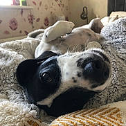 Arnie is registered to the contest to win money with this photo: dog, black_and_white, lying_down, blanket, cushion, bedroom, cozy, indoor, pet, fur, nose, whiskers, comfort, relaxed, close_up, soft_texture, resting, cute, domestic_animal, sleepy
