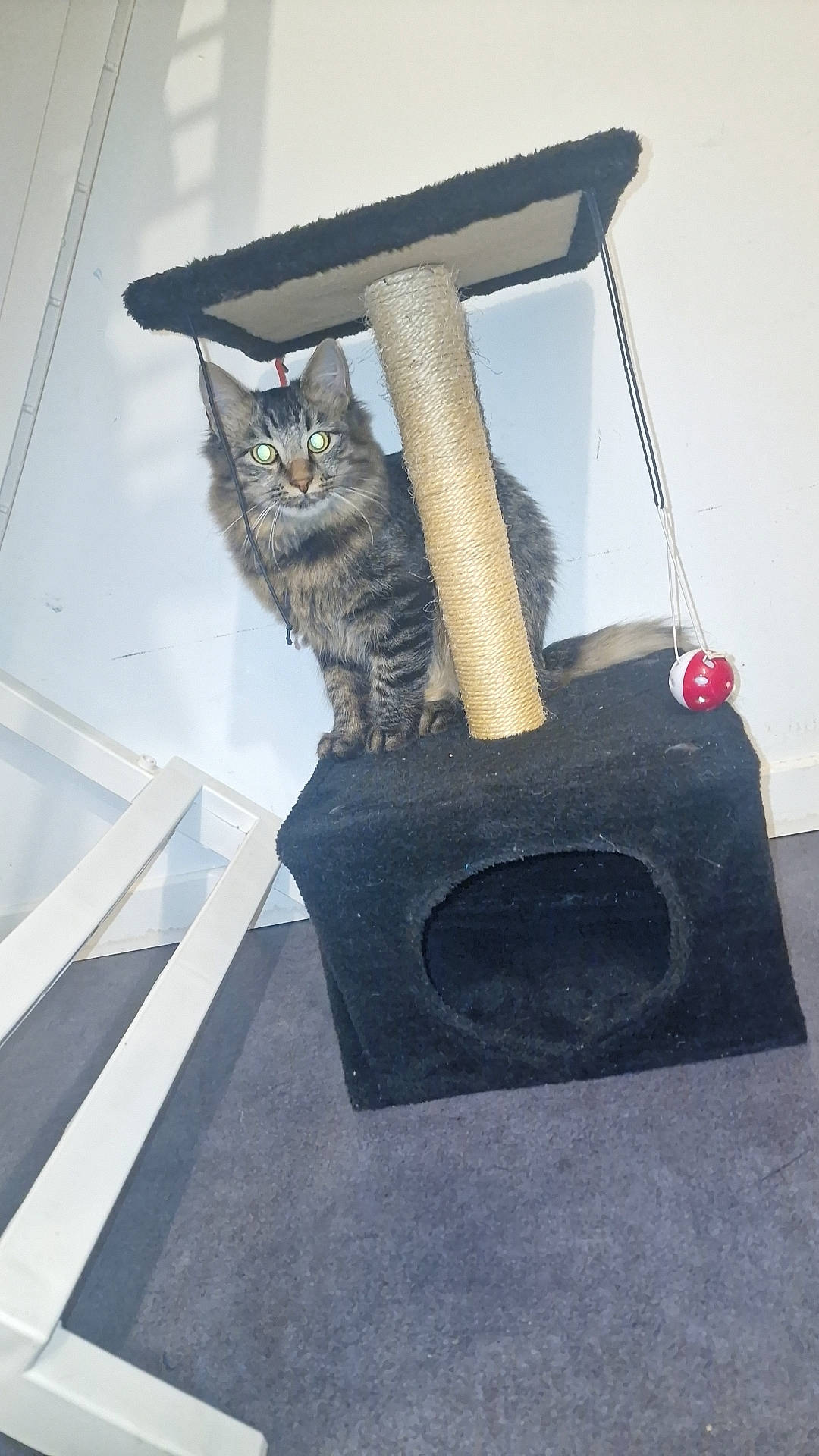 Ulis a rejoint le concours — aidez-le/la à gagner de superbes lots ! art, bag, carnivore, cat, cat_supply, chair, fashion_accessory, felidae, fur, grey, hardwood, household_supply, metal, natural_material, pet_supply, room, small_to_medium_sized_cats, tail, whiskers, wood