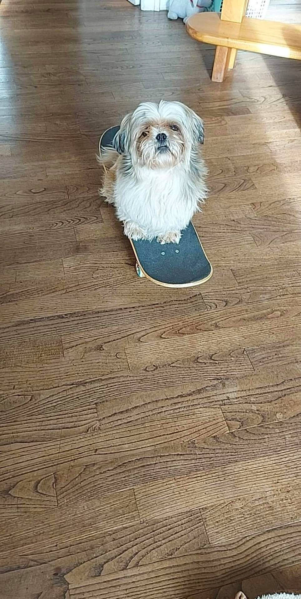 Igor participe au concours pour gagner de l'argent avec cette photo : animal, canine, clothing, dog, dogbed, footwear, hardwood, indoors, interiordesign, pants, person, pet, puppy, shoe, sitting, sneaker, stainedwood, suede, whitedog, wood