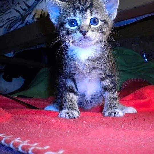 Scout