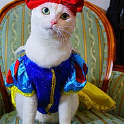 Lola joined the competition — help win amazing prizes! cat, white_cat, pet, animal, costume, dress_up, red_bow, snow_white, royal, theatrical, portrait, sitting, chair, ornate_furniture, colorful, glittery, blue_clothing, yellow_cape, indoors, funny