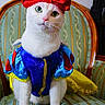 cat, white_cat, pet, animal, costume, dress_up, red_bow, snow_white, royal, theatrical, portrait, sitting, chair, ornate_furniture, colorful, glittery, blue_clothing, yellow_cape, indoors, funny