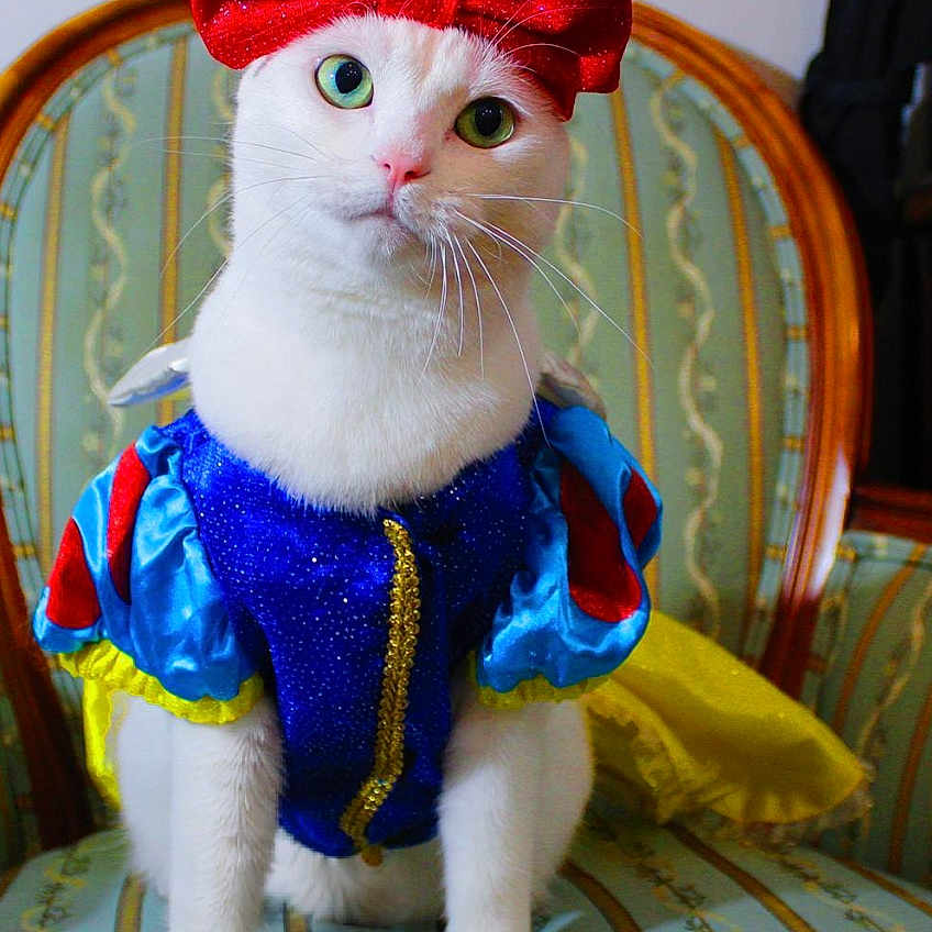 Lola joined the competition — help win amazing prizes! cat, white_cat, pet, animal, costume, dress_up, red_bow, snow_white, royal, theatrical, portrait, sitting, chair, ornate_furniture, colorful, glittery, blue_clothing, yellow_cape, indoors, funny