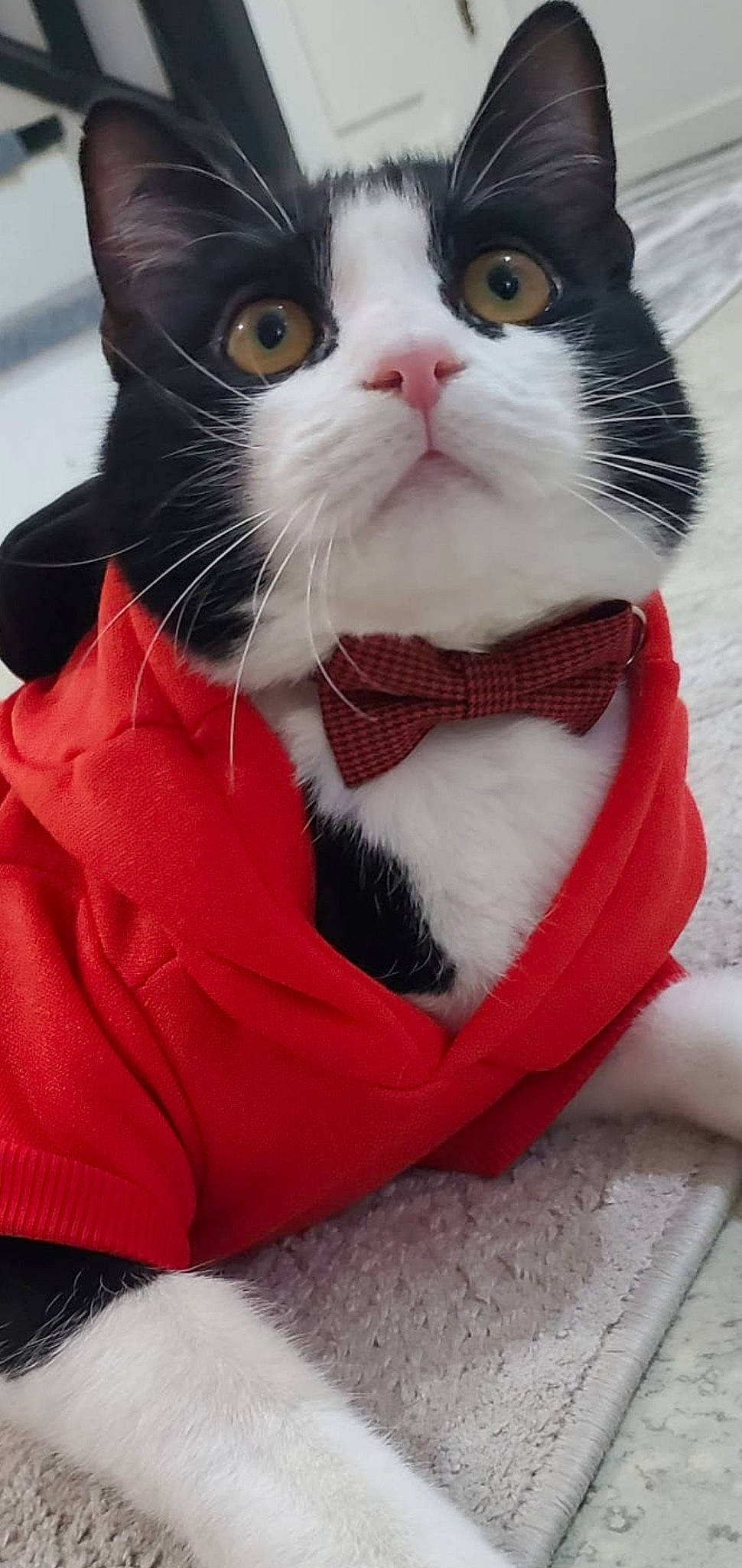 Oreo a rejoint le concours — aidez-le/la à gagner de superbes lots ! carmine, carnivore, cat, claw, collar, comfort, domestic_short_haired_cat, eye, felidae, foot, formal_wear, fur, paw, small_to_medium_sized_cats, snout, tail, terrestrial_animal, whiskers, white, window