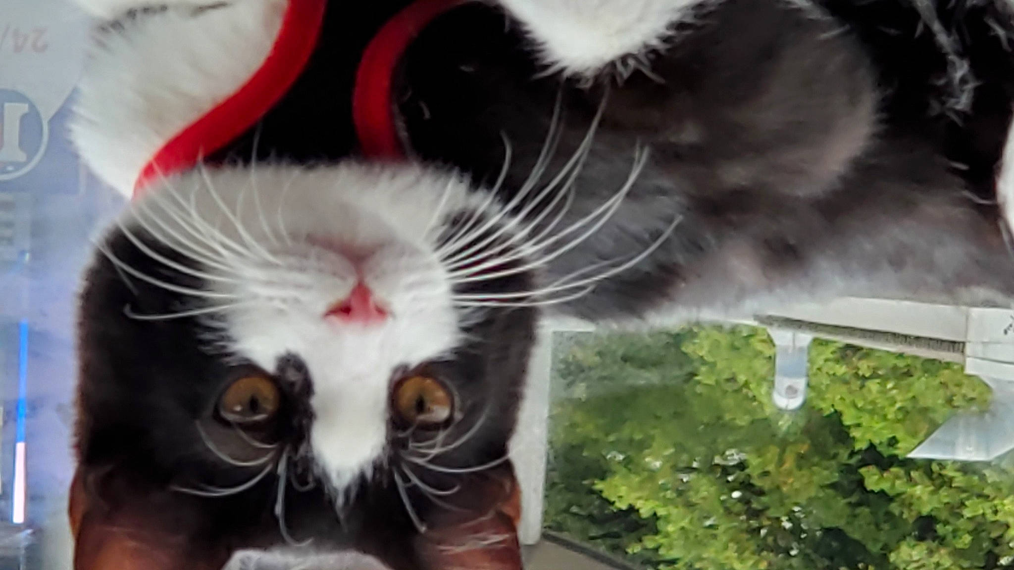 Oreo participe au concours pour gagner de l'argent avec cette photo : carnivore, cat, domestic_short_haired_cat, felidae, flower, flowerpot, fur, grass, houseplant, nose, paw, petal, plant, small_to_medium_sized_cats, snapshot, snout, tail, tree, whiskers, window