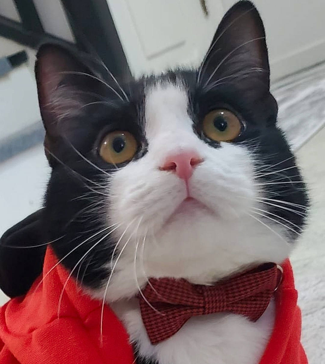 Oreo participe au concours pour gagner de l'argent avec cette photo : carmine, carnivore, cat, claw, collar, comfort, domestic_short_haired_cat, eye, felidae, foot, formal_wear, fur, head, pattern, paw, small_to_medium_sized_cats, snout, square, tail, whiskers