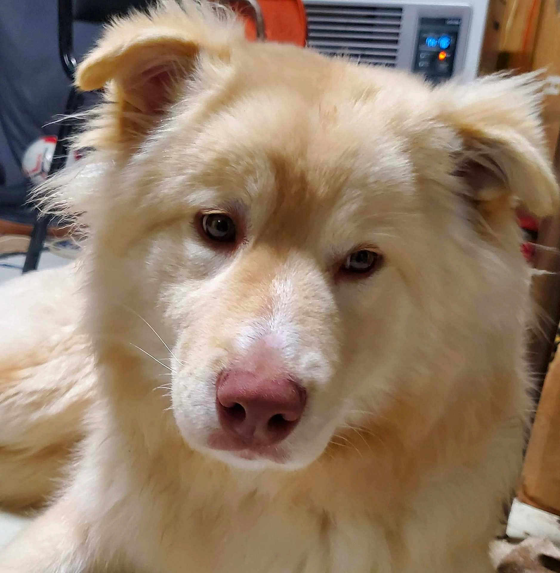 Baby Gurl is registered to the contest to win money with this photo: dog, close_up, portrait, fluffy, cream_colored, nose, eyes, ears, indoor, home, adorable, pet, muzzle, whiskers, fur, cozy, sitting, looking_at_camera, domestic_animal, companion