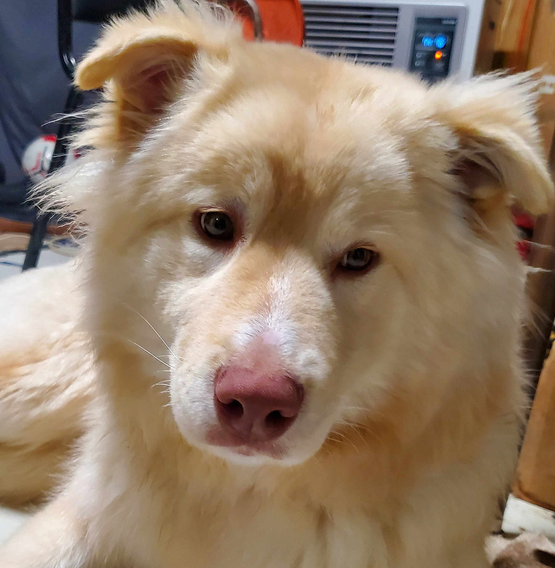 Baby Girl joined the competition — help win amazing prizes! dog, close_up, fluffy, indoor, pet, canine, nose, ears, fur, animal, mammal, portrait, laying, light_color, cute, domestic_animal, face, whiskers, expression, background_blur