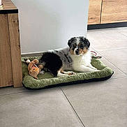 Anko participe au concours pour gagner de l'argent avec cette photo : animal, companion, cozy, cute, dog, domestic, floor, fluffy, home, indoor, kitchen, lying_down, pet_bed, puppy, relaxed, tile, toy, tricolor, wooden_cabinet, young_dog