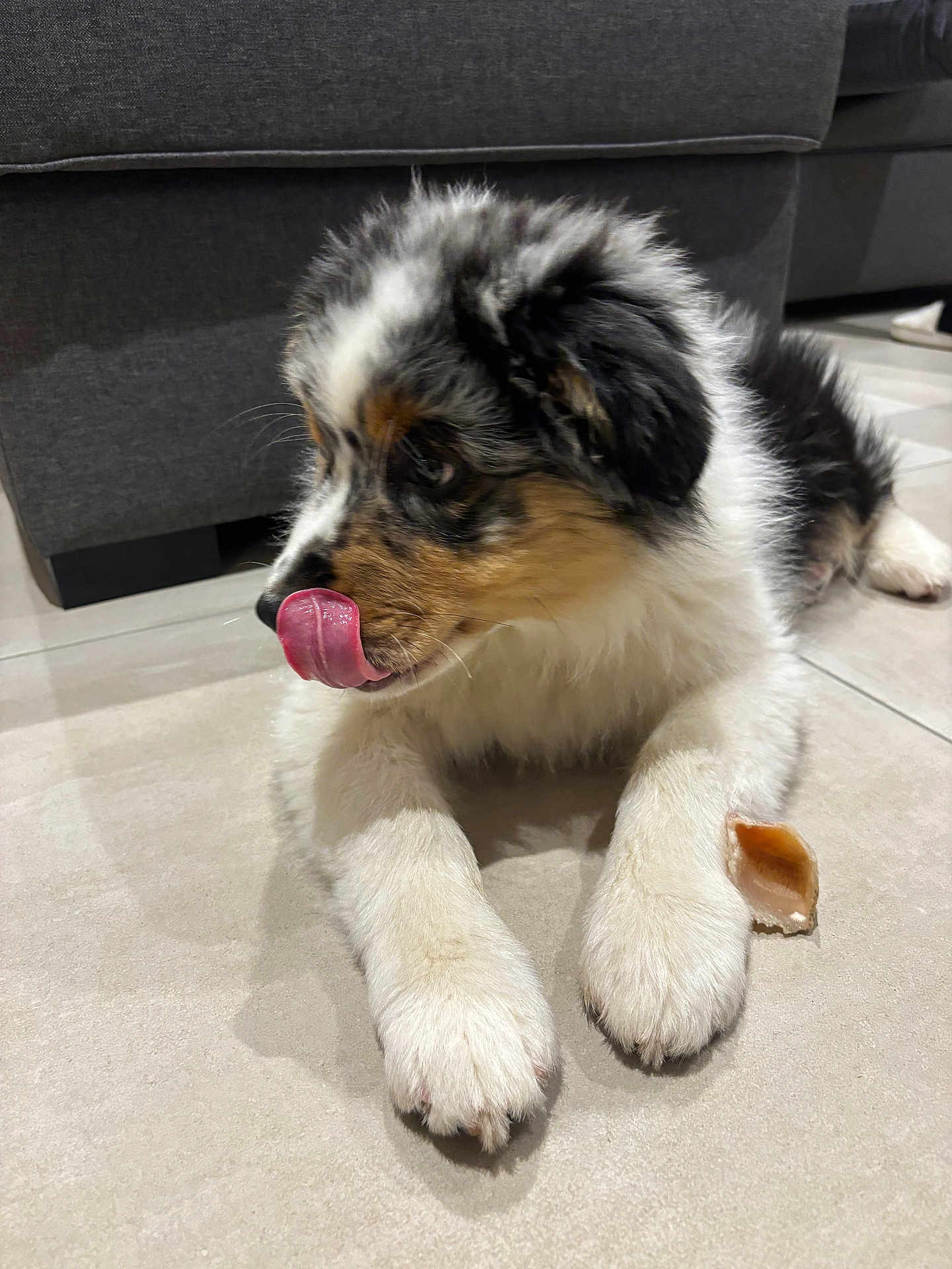 Anko a rejoint le concours — aidez-le/la à gagner de superbes lots ! puppy, dog, tricolor, lying_down, tongue_out, indoor, floor, tile, chew_toy, paw, fur, cute, pet, animal, relaxed, young_dog, canine, furniture, couch, tongue