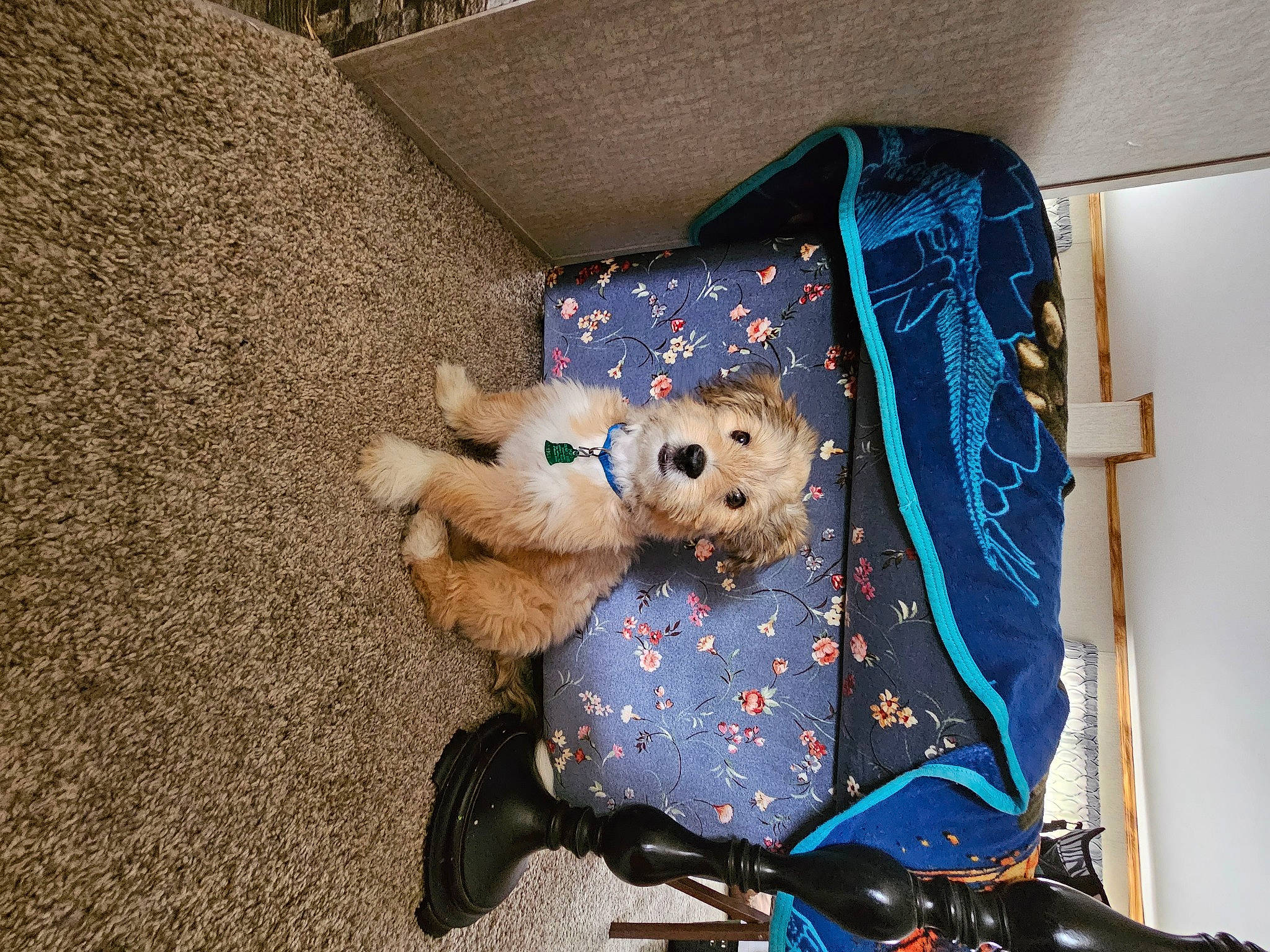 Bear is registered to the contest to win money with this photo: art, baby_products, baby_toys, bag, bicycle, bicycle_handlebar, child, comfort, doll, electric_blue, fawn, fur, linens, pattern, plush, room, stuffed_toy, teddy_bear, textile, toy