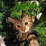 Orion participe au concours pour gagner de l'argent avec cette photo : animal, branch, cat, christmas_tree, close_up, curious, decorations, eyes, feline, festive, fur, greenery, holiday, indoor, nature, paw, pet, playful, tabby_cat, whiskers