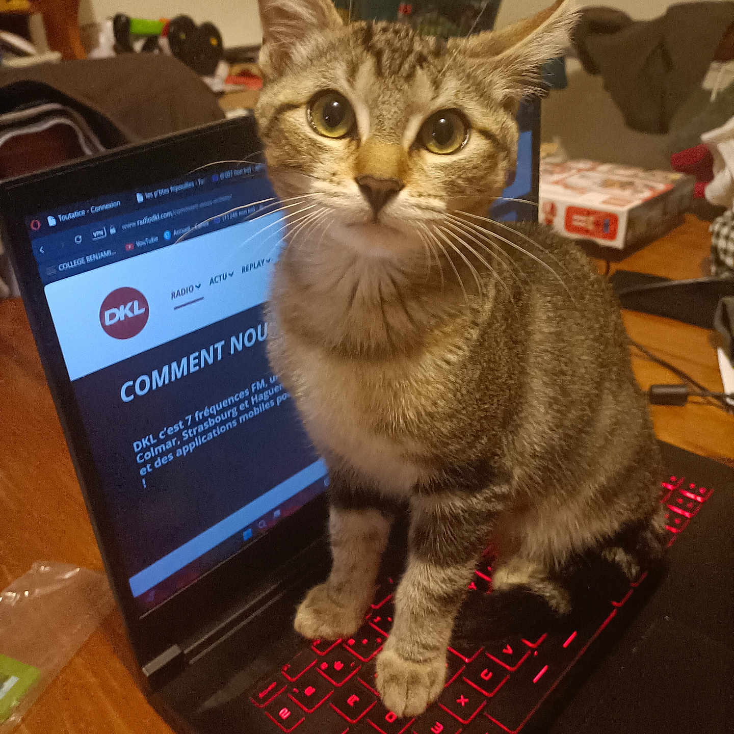 Orion a rejoint le concours — aidez-le/la à gagner de superbes lots ! animal, cat, close_up, clutter, computer, curious, domestic, electronics, feline, household, indoor, keyboard, laptop, pet, red_light, screen, tabby, table, technology, wide_eyes