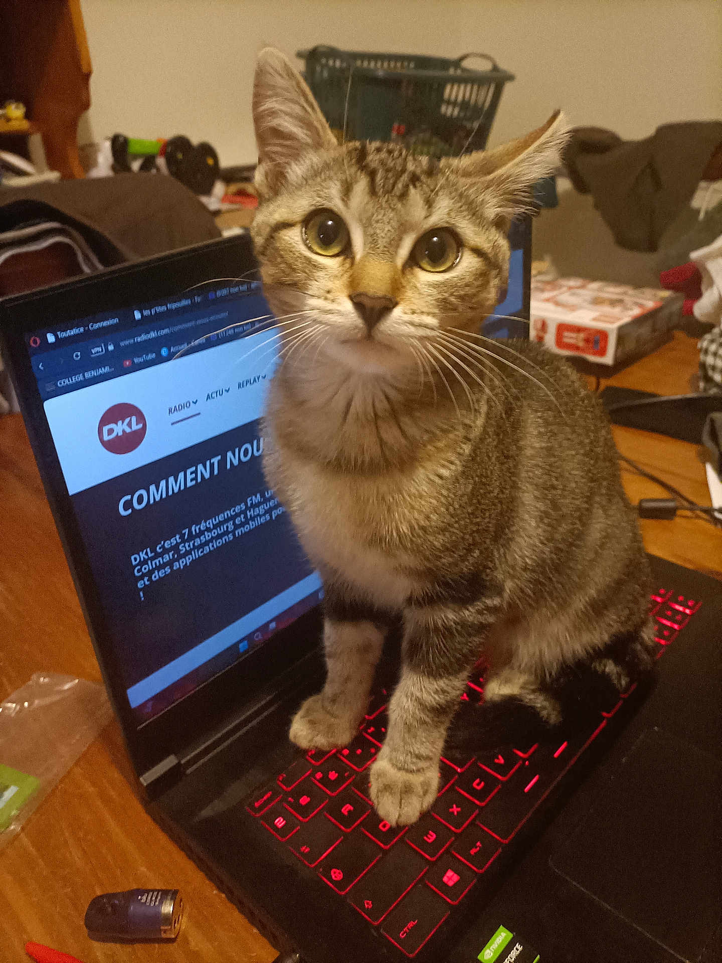 Orion a rejoint le concours — aidez-le/la à gagner de superbes lots ! cat, tabby, laptop, keyboard, indoor, pet, animal, technology, computer, red_light, curious, wide_eyes, feline, table, clutter, electronics, household, close_up, domestic, screen